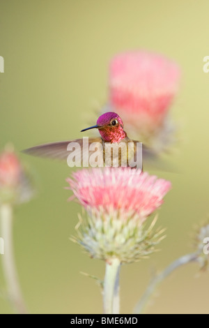 Anna's Hummingbird et Californie Chardon - verticale Banque D'Images