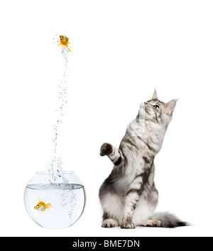 Cat watching goldfish bondir de fish bowl contre fond blanc Banque D'Images