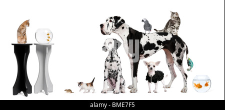 Portrait de groupe d'animaux in front of white background Banque D'Images