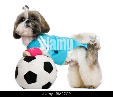 Shih Tzu, 18 mois, habillé avec ballon de soccer, in front of white background Banque D'Images