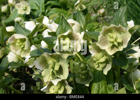 Helleborus x hybridus allé aux semences prises dans le parc Stanley, Blackpool, Lancashire, UK Banque D'Images