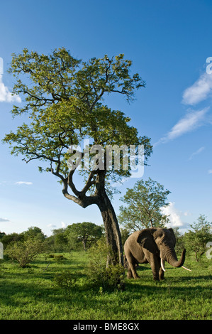 Elephant calf standing near tree Banque D'Images