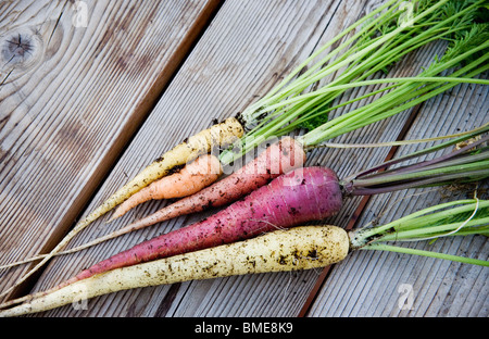 Les carottes de différentes couleurs, en Suède. Banque D'Images