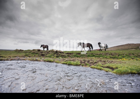Balades à cheval sur terrain Banque D'Images