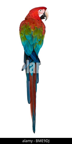 Le rouge et vert Macaw perching in front of white background Banque D'Images