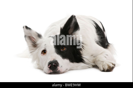 Border Collie, 4 ans, in front of white background Banque D'Images