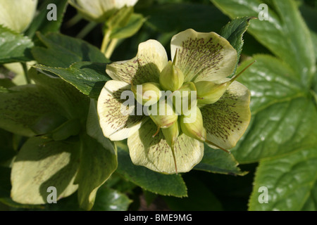 Helleborus x hybridus allé aux semences prises dans le parc Stanley, Blackpool, Lancashire, UK Banque D'Images