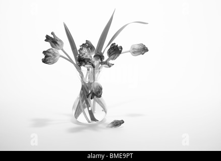 La vie toujours monochrome de tulipes. Banque D'Images