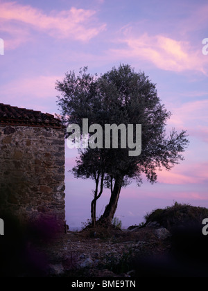 Voir l'arbre à la tombée de Banque D'Images