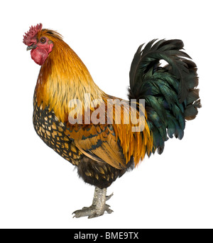 Coq Gaulois, 5 ans, in front of white background Banque D'Images