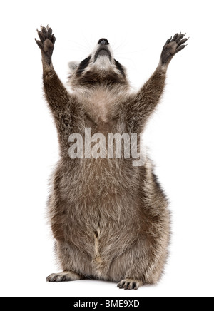 Le raton laveur, 2 ans, atteignant jusqu'in front of white background Banque D'Images