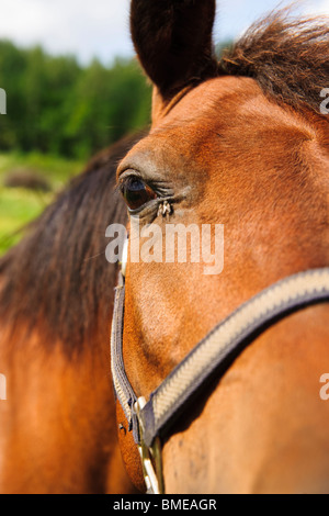 Portrait d'un cheval, en Suède. Banque D'Images