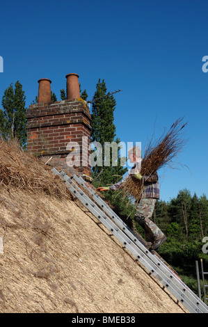 Une thatcher mettant nouveau reed le chaume sur le toit d'un chalet à Norfolk, UK Banque D'Images