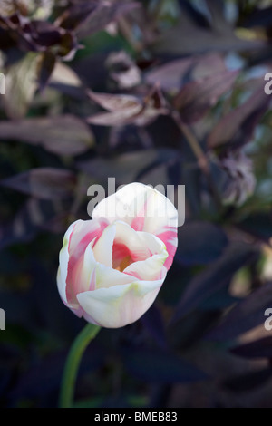 Une tulipe rose, close-up, en Suède. Banque D'Images