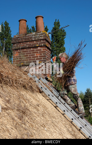 Une thatcher mettant nouveau reed le chaume sur le toit d'un chalet à Norfolk Banque D'Images