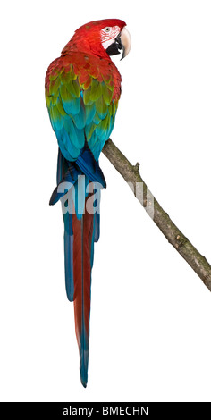 Le rouge et vert Macaw perching on branch in front of white background Banque D'Images