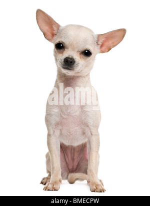 Chihuahua puppy, 7 mois, in front of white background Banque D'Images