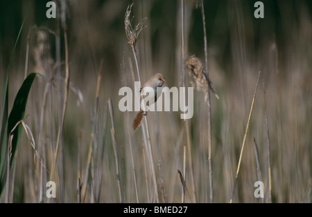 Bearded reedling sur l'herbe Banque D'Images