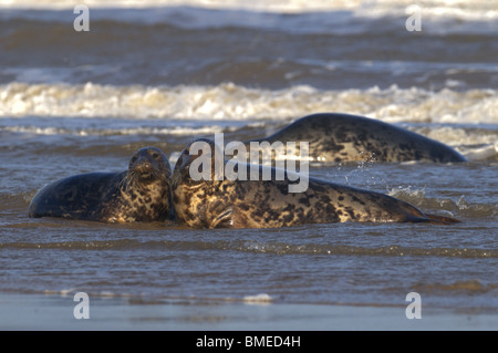 Paire de joints de l'Atlantique gris Halichoerus grypus pariade en mer à Donna Nook Lincolnshire uk Banque D'Images