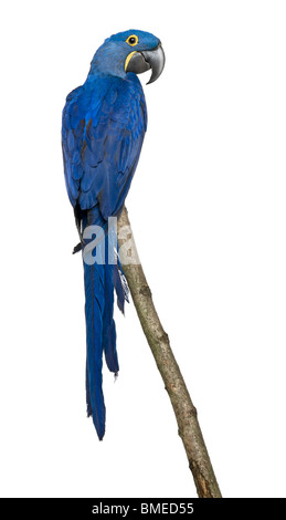 Hyacinth Macaw, 1 ans, perching on branch in front of white background Banque D'Images