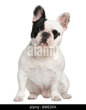 Bouledogue français, 1 ans et demi, in front of white background Banque D'Images