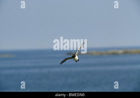 Petit pingouin bird flying over sea Banque D'Images