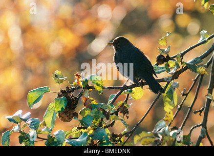 Avis de perching on branch fieldfare Banque D'Images