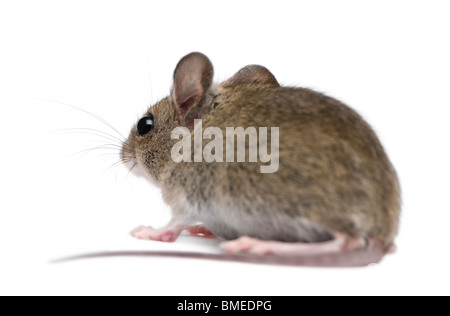 Vue latérale du bois mouse in front of white background Banque D'Images