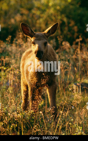 Wapiti dans grass, close-up Banque D'Images