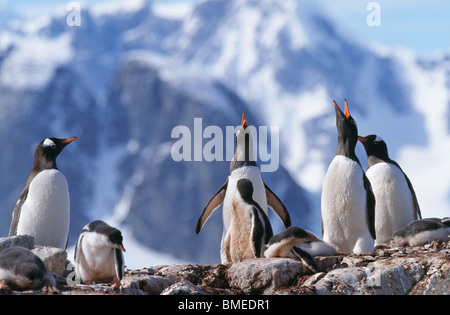 Groupe de pingouins Banque D'Images