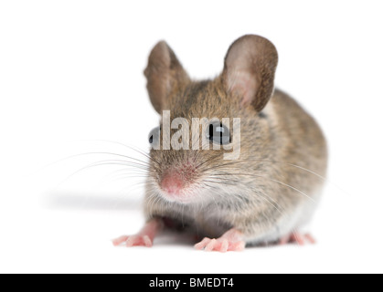 Vue avant du bois mouse in front of white background Banque D'Images