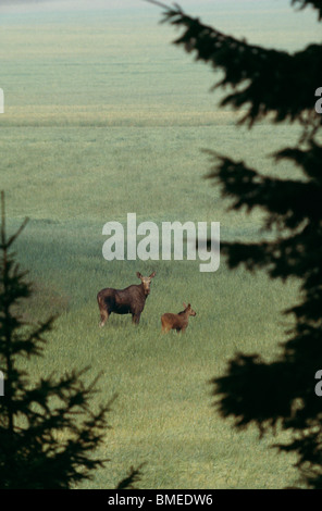 Avec Elk calf standing in field Banque D'Images