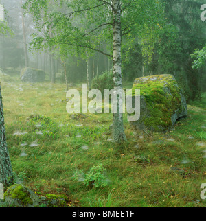 Des roches couvertes de mousse et d'arbres en forêt Banque D'Images