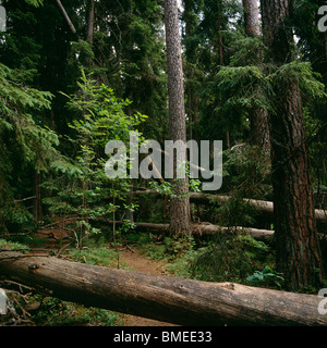Arbre tombé dans la forêt Banque D'Images