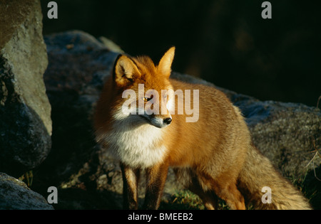 Fox debout sur rock, close-up Banque D'Images