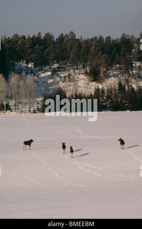 Elk marche à travers landscape Banque D'Images