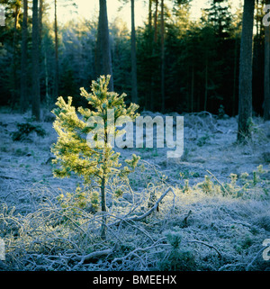 La forêt de conifères couverts de neige Banque D'Images