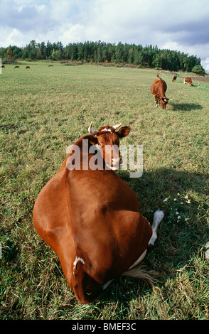 Avis de vaches qui paissent dans le champ Banque D'Images