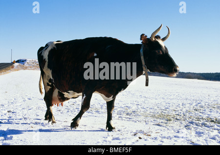 Avis de GC, le paysage couvert de neige Banque D'Images