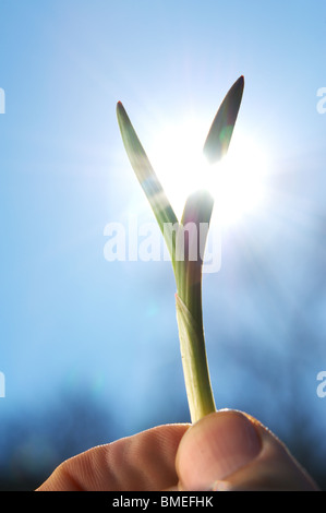 La Scandinavie, la Suède, l'human hand holding plant, close-up Banque D'Images