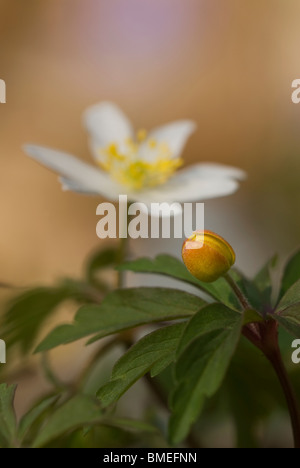 La Scandinavie, la Suède, l'Oland, White anemone avec bud en premier plan, close-up Banque D'Images