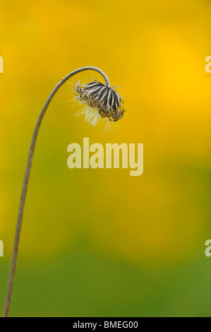 La Scandinavie, la Suède, Vastergotland, vue de fleur en jardin, close-up Banque D'Images