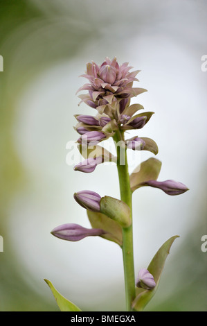 La Scandinavie, la Suède, Vastergotland, Vue du jardin en fleurs Banque D'Images