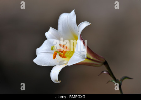 La Scandinavie, la Suède, Vastergotland, Vue du jardin en fleurs Banque D'Images