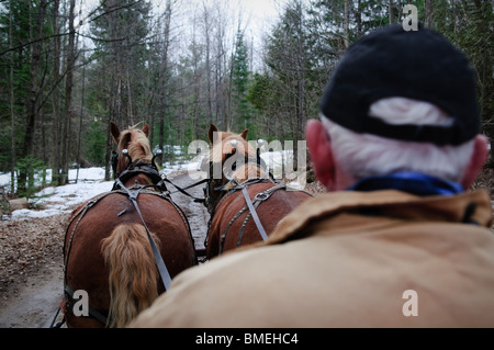 Une calèche avec chauffeur et d'un ensemble de chevaux en région boisée. Banque D'Images