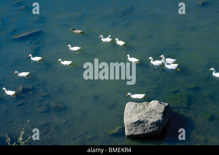 Canards sur l'eau, la ville de Baoding, province de Zhejiang, Chine Banque D'Images