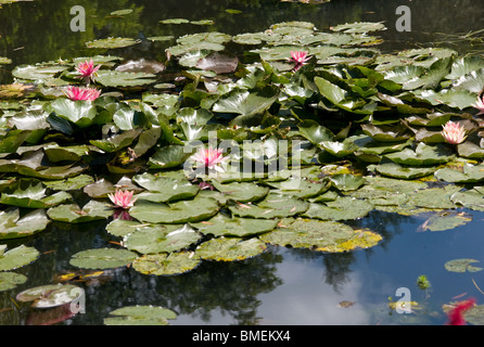 Jardins de Claude MONET GIVERNY, FRANCE Banque D'Images