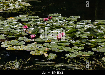 Jardins de Claude MONET GIVERNY, FRANCE Banque D'Images