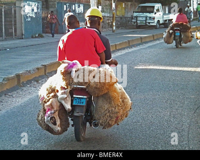 Deux hommes et trois moutons en route pour un marché à Port-au-Prince, Haïti Banque D'Images