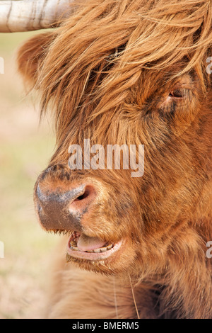 Vache Highland, Scotland, UK Banque D'Images